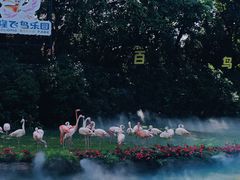 -广州长隆飞鸟乐园