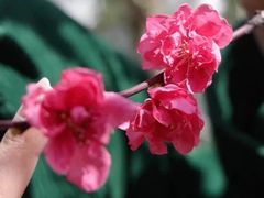 -南汇桃花村