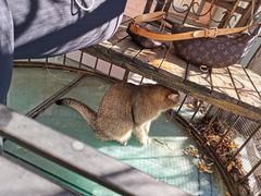 -喵屿·大理花园猫咖