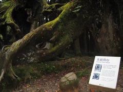 -阿里山神木遗迹