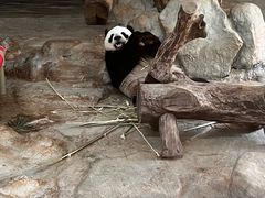 -海南热带野生动植物园