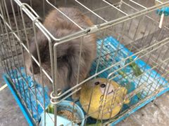 -志龙皇冠吃货椰子铺