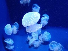 -西雅图水族馆