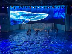 -海合安青岛极地海洋公园