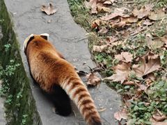 -都江堰中华大熊猫苑