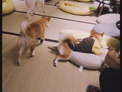 -逗柴咖啡屋·狗咖猫咖宠物桌游