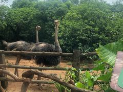 -海南热带野生动植物园