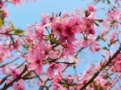 -天适樱花悠乐园