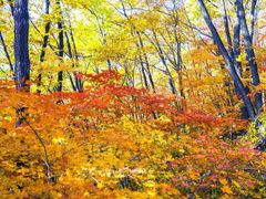 -天女山森林公园