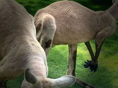 -泉州海丝野生动物世界