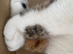 -艾贝尔宠物医院·24H转诊中心·肿瘤猫专科(江宁双龙店)
