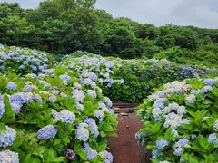 -济州森林小火车生态公园