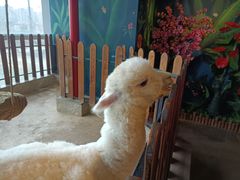 -昆明大悦城未来动物城(螺蛳湾中心店)