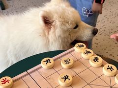 -喜柴咖啡·柴犬狗咖