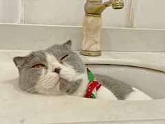 -共舞时光猫咖·狗咖(新街口店)