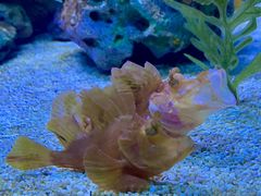 -上海海洋水族馆