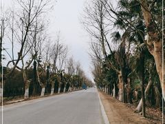 -东平国家森林公园