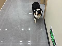 -瑞鹏·疫苗·绝育·宠物医院(广九店)