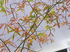 -红鼎豆捞·非遗鲍皇汤火锅(宝丰路店)