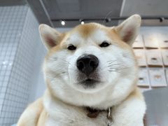 -柴务处·柴犬主题狗咖