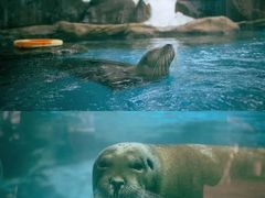 -海合安成都极地海洋公园