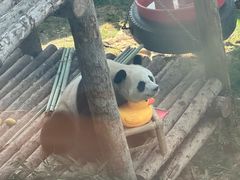 -大连森林动物园