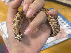 -吉丁鸟咖·异宠·寄养