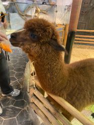 -Zoolung Zoolung动物主题公园(海信广场店)