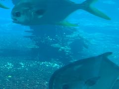 -海棠湾洲际-涛·海底餐厅·美人鱼·自助餐·海底隧道