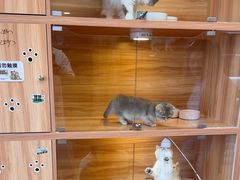 -猫十亿·布偶金渐层·曼基康矮脚猫舍(青年路店)