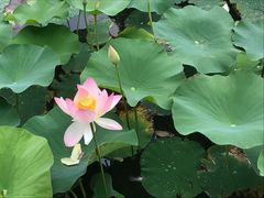 -墨尔本皇家植物园
