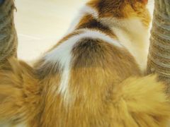 -momokira米努特·德文卷毛猫·棉花面纱犬