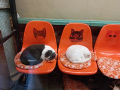 -猫咪博物馆(顶澳仔猫街店)