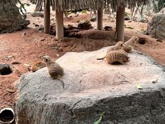 -广州长隆野生动物世界