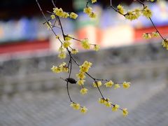 -西安大兴善寺