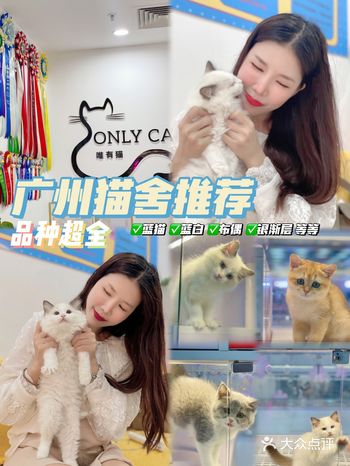 我终于也是有猫的人了｜广州猫舍onlycat