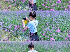 -紫颐香薰山谷景区