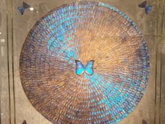 -上海昆虫博物馆