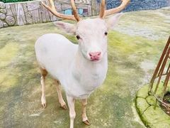 -贵州森林野生动物园