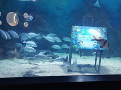 -烟台海昌鲸鲨海洋公园