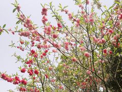 -桃花岛景观公园