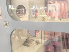 -凯德MALL(望京店)