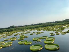 -荷塘月色湿地公园·向阳花洲