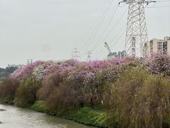 -广东花都湖国家湿地公园