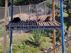 -西霞口神雕山野生动物世界