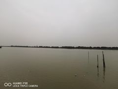 -大湾区中央湿地公园-十九涌