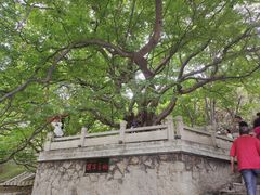 -青檀寺景区