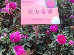 -人民公园(罗湖区)