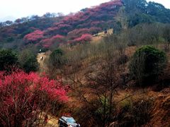 -新建村梅花