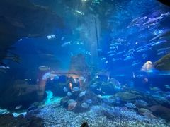 -海合安武汉极地海洋公园
